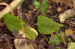 Hairy crabweed <BR>Clammyweed